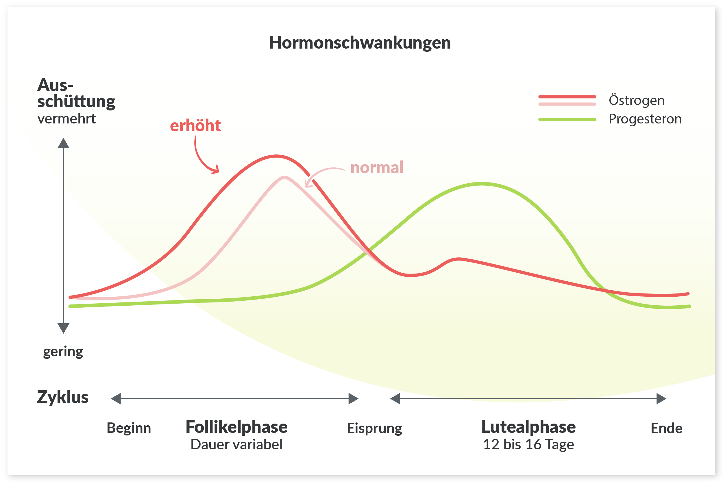 Hormone: Verlaufsdiagramm des weiblichen Zyklus und dessen Hormonen