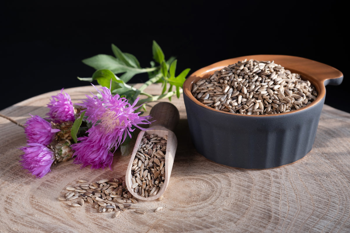 Adaptogene: Mariendistel Pflanze und Samen