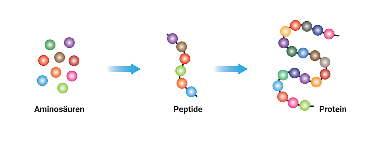 Darstellung der Bildung eines Proteins aus Aminosäuren