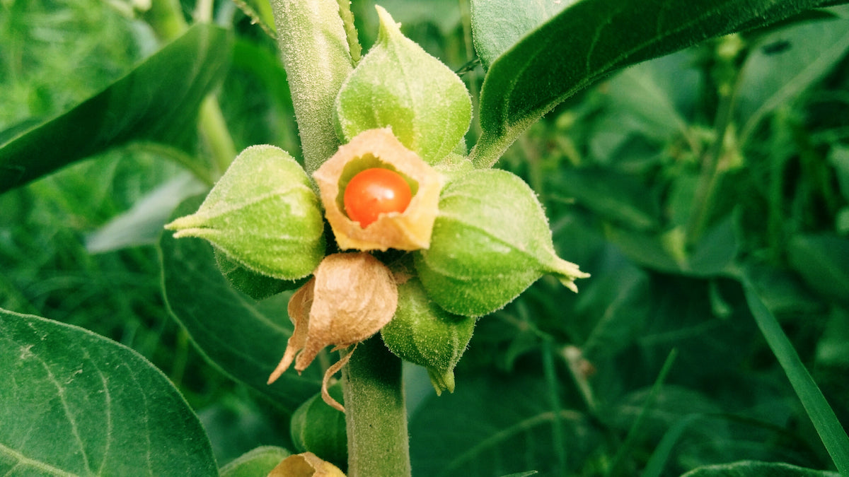 Ashwagandha Pflanze