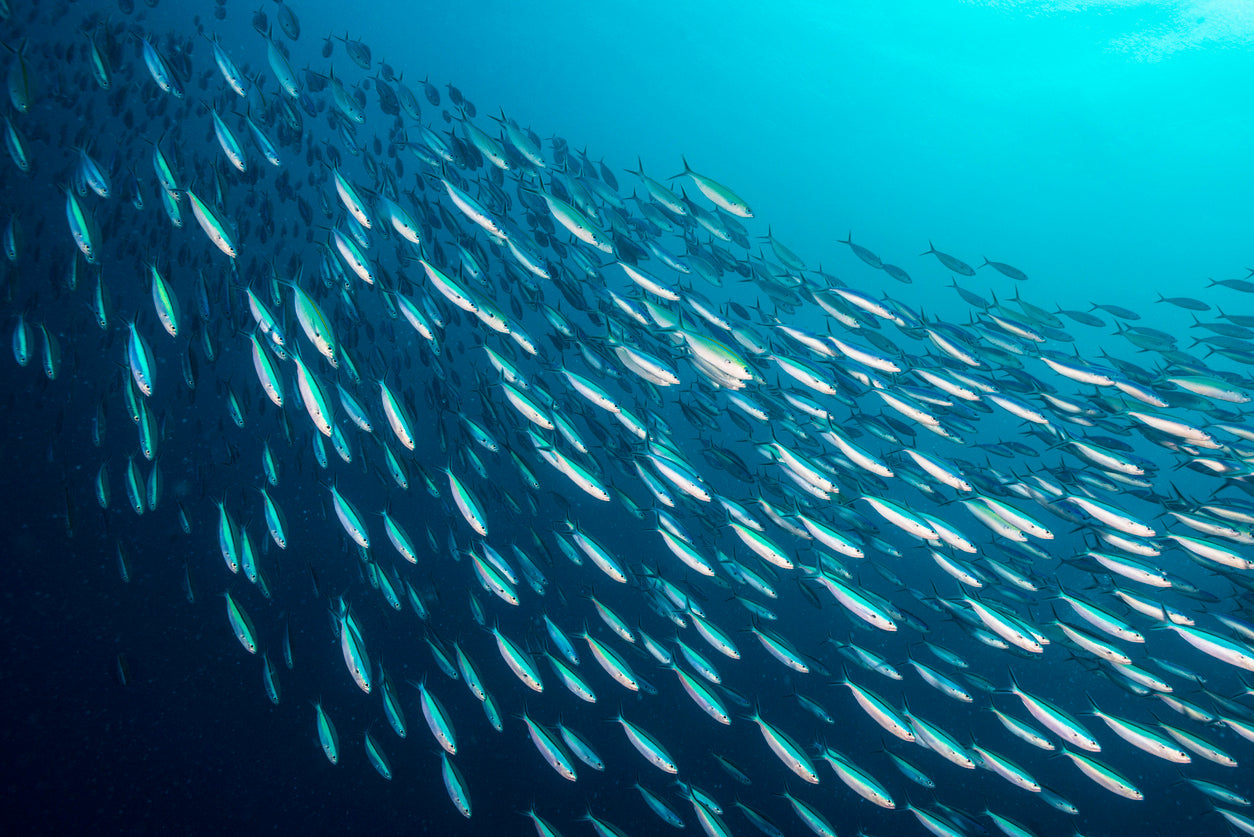 Fischöl vs. Algenöl: Fische im Meer