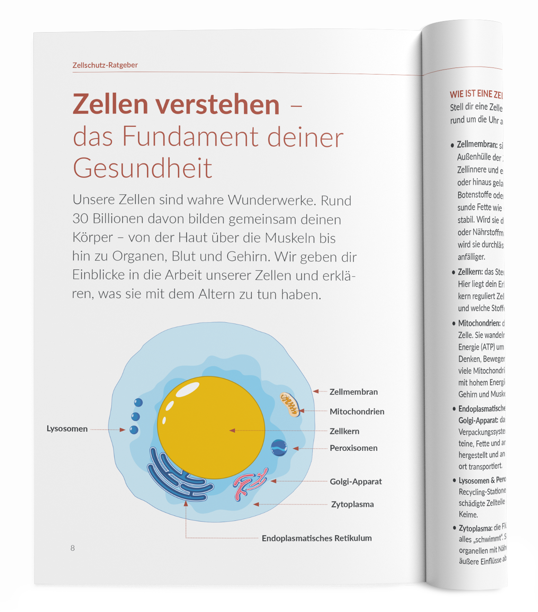 Zellschutz-Ratgeber - 1:Astaxanthin - VitaMoment Produkt